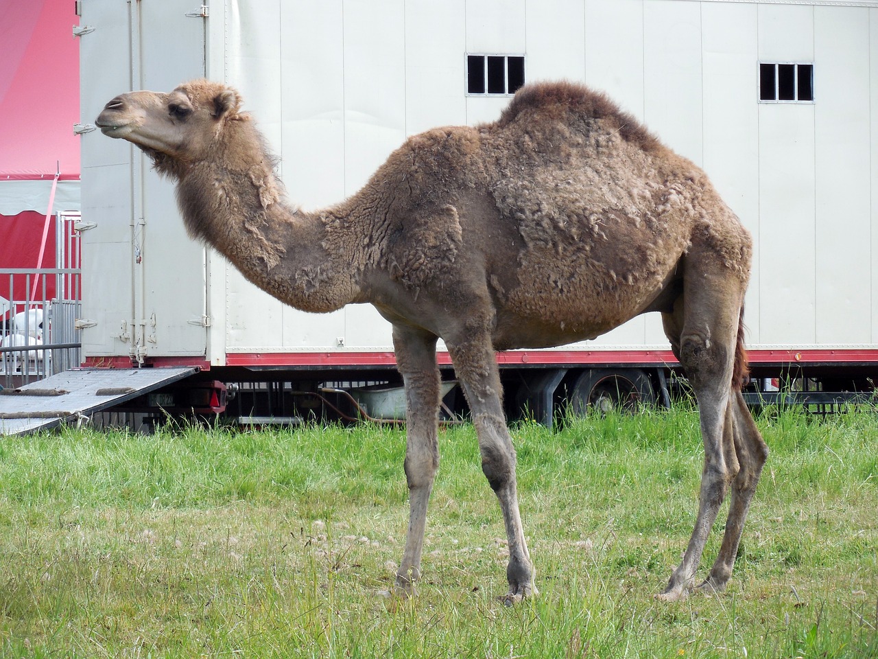 The Splendor of India's Camel Fair in Pushkar